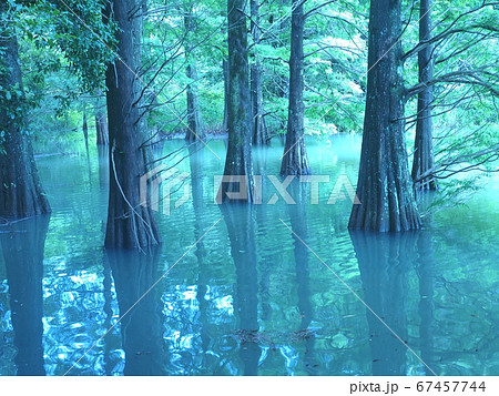 篠栗九大の森　水辺の森　ラクウショウ 67457744