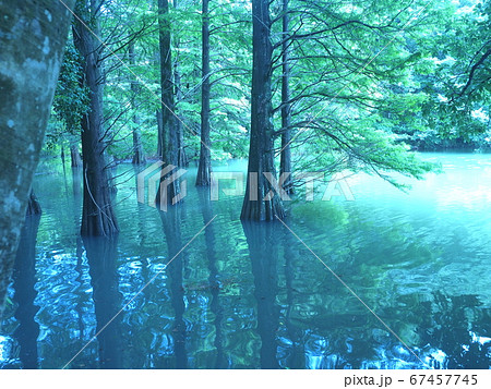 【楽ギフ_包装】 篠栗九大の森 PIXTA - [67457745] ラクウショウの写真素材 水辺の森 絵画