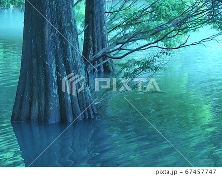 篠栗九大の森　水辺の森　ラクウショウ 67457747