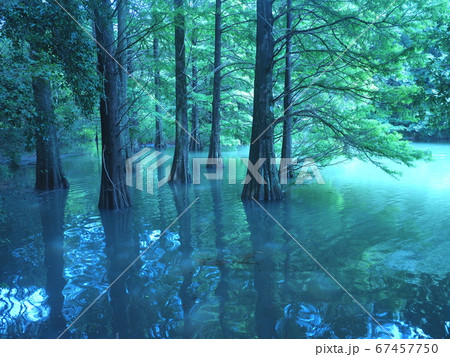 篠栗九大の森 水辺の森 ラクウショウの写真素材