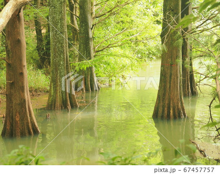 篠栗九大の森 水辺の森 ラクウショウの写真素材