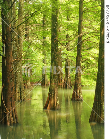 篠栗九大の森　水辺の森　ラクウショウ 67457768
