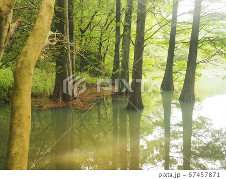 篠栗九大の森 水辺の森 ラクウショウ 篠栗九大の森 水辺の森 ラクウショウ 67457871