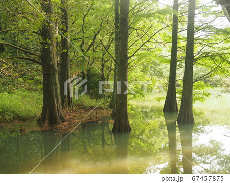 篠栗九大の森　水辺の森　ラクウショウ 67457875