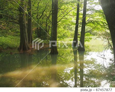 篠栗九大の森 水辺の森 ラクウショウの写真素材