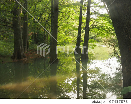 篠栗九大の森 水辺の森 ラクウショウ 篠栗九大の森 水辺の森 ラクウショウ 67457878