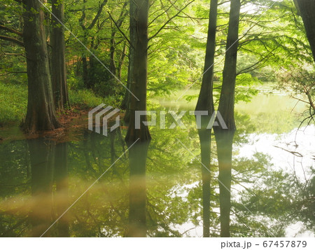 篠栗九大の森 水辺の森 ラクウショウ 篠栗九大の森 水辺の森 ラクウショウ 67457879