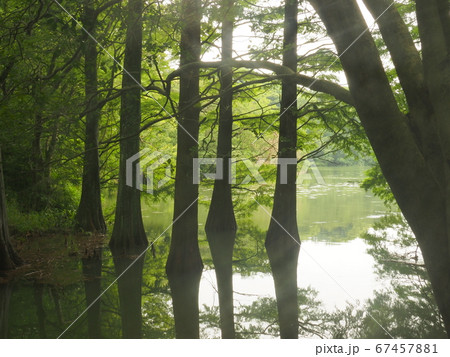 篠栗九大の森　水辺の森　ラクウショウ 67457881