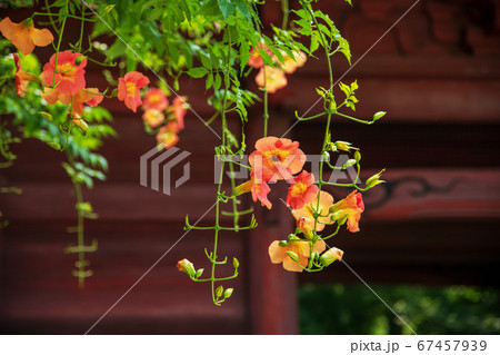 鎌倉妙本寺二天門 鎌倉妙本寺二天門 67457939