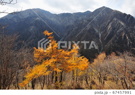 足尾　太平山南西尾根中腹から見る落葉松とオロ山などウメコバ沢源流の山 67457991