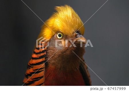 キンケイ　野鳥 67457999