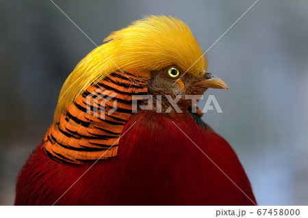 キンケイ　野鳥 67458000