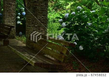 紫陽花 紫陽花 67458032