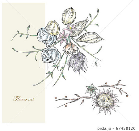 Dried Flower Stock Illustration