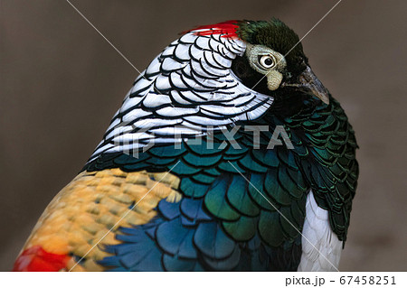 ギンケイ 野鳥 ギンケイ 野鳥 67458251