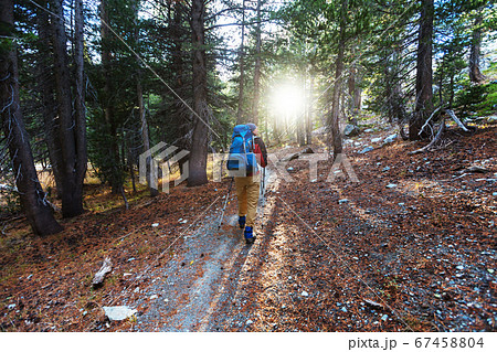 Hike in the forest Hike in the forest 67458804