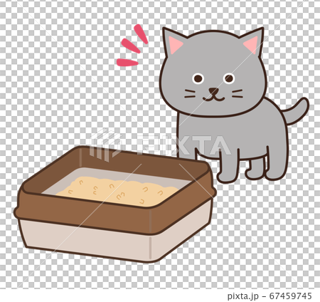 トイレを見つけるグレー色の猫 トイレを見つけるグレー色の猫 67459745