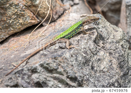 Green Lizard crawling on a stone cliff. 67459976