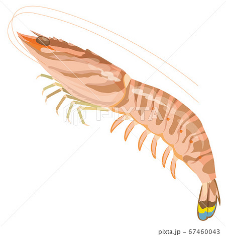 大きな車海老のイラスト素材