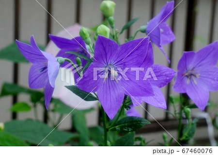 初夏の壇の花：桔梗：ききょう：雨上がり：梅雨 67460076