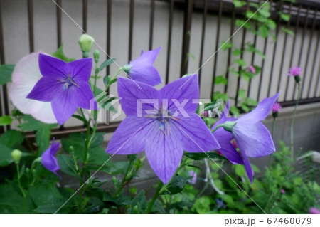 初夏の壇の花：桔梗：ききょう：雨上がり：梅雨 67460079