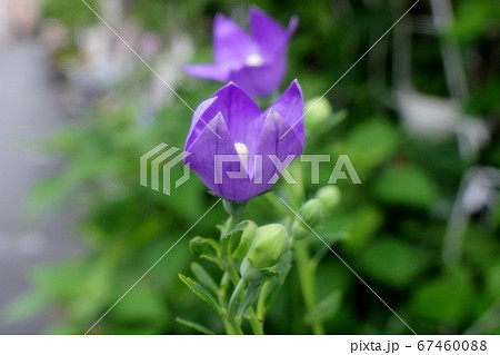 初夏の壇の花：桔梗：半開き：雨上がり 67460088