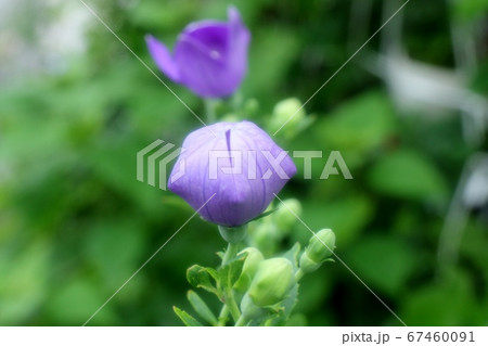 初夏の壇の花 桔梗 つぼみ 雨上がりの写真素材