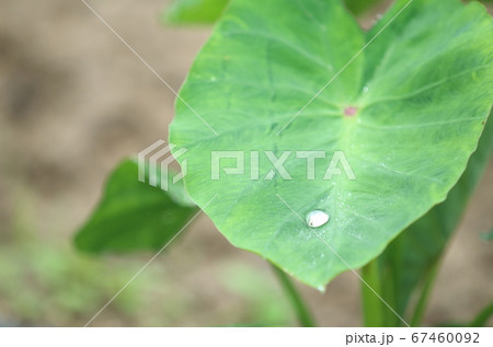 大きな里芋の葉についた小さな水滴 大きな里芋の葉についた小さな水滴 67460092