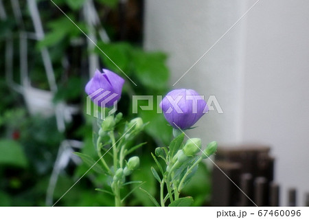 初夏の壇の花：桔梗：つぼみ：雨上がり 67460096