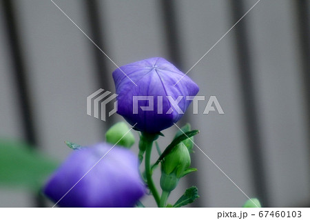 初夏の壇の花 桔梗 ききょう つぼみ 雨上がりの写真素材