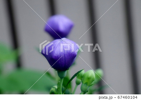 初夏の壇の花 桔梗 ききょう つぼみ 雨上がりの写真素材