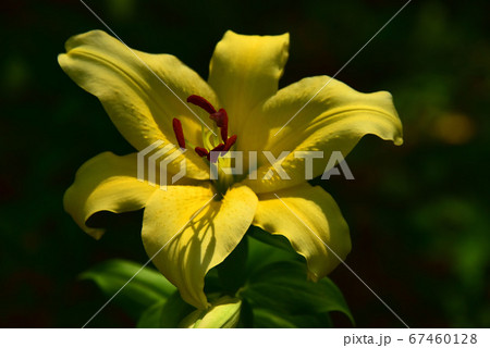 百合の花 67460128