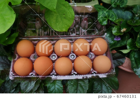 鶏の高級卵:頂き物:赤卵 鶏の高級卵:頂き物:赤卵 67460131