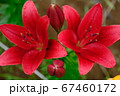 パティオのユリ 67460172