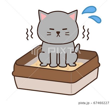 トイレで用を足すグレー色の猫 67460227