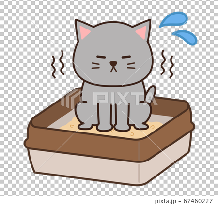 トイレで用を足すグレー色の猫 67460227