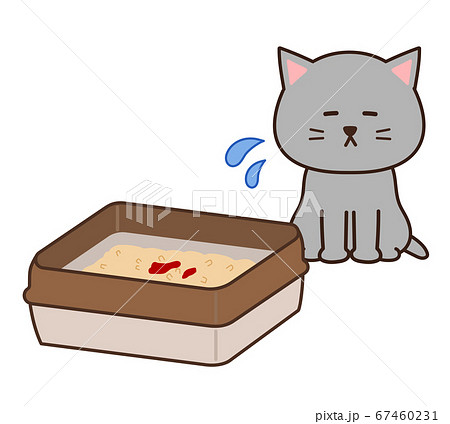 血便や血尿が出て辛い猫とトイレ 67460231