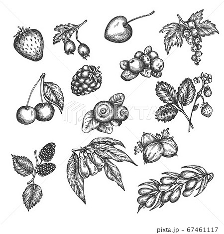 Berry hand drawn vector set. Sketch of fruits Vector illustration. Berries engraving Gooseberry, raspberry, strawberry, blackberry and cherry in vintage style Design for menu, farm market poster 67461117