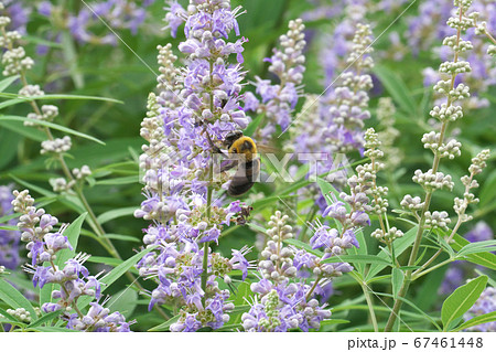 セイヨウニンジンボクの花蜜を吸うクマバチ 67461448