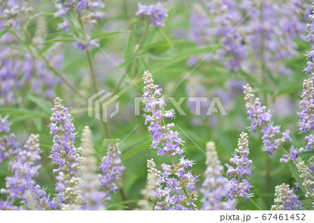 見ごろを迎えたセイヨウニンジンボクの花 67461452