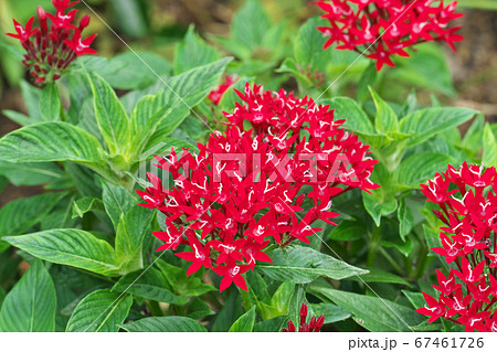 ペンタス 花 ペンタス 花 67461726