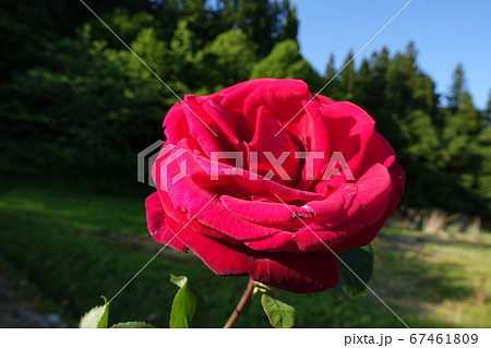 バラ 薔薇 ばら バラ 薔薇 ばら 67461809