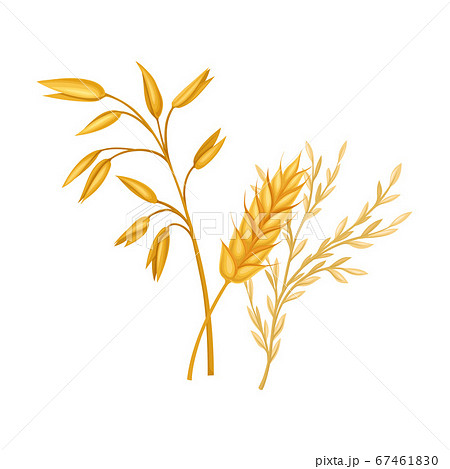 wheat head clip art