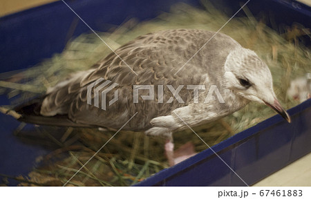 little gull chick. birds. house maintenance. 67461883