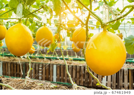 fresh organic yellow cantaloupe melon or golden melon ready to harvesting in greenhouse melon farm. fresh organic yellow cantaloupe melon or golden melon ready to harvesting in greenhouse melon farm. 67461949