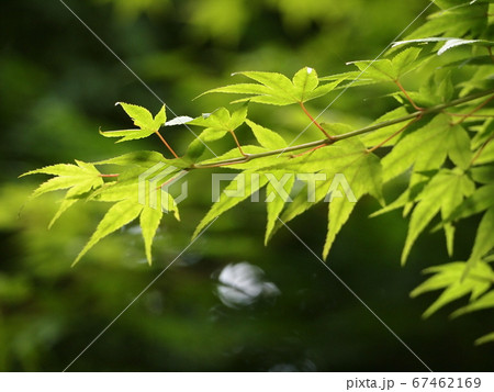 緑に輝く初夏の紅葉 緑に輝く初夏の紅葉 67462169