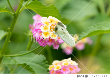紫陽花の花とモンシロチョウ　千葉県南房総市　日本 67462543
