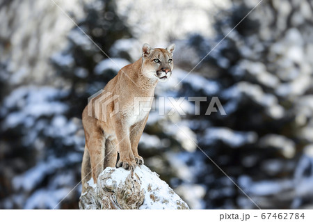 Portrait of a cougar, mountain lion, puma, panther, striking a pose, Winter scene in the woods, wildlife America 67462784