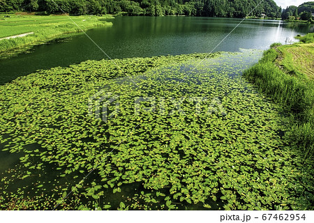 羊草群生の中綱湖 羊草群生の中綱湖 67462954
