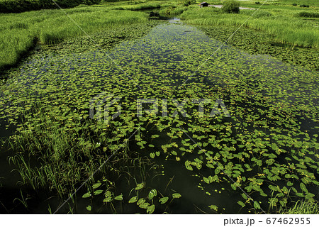 羊草群生の中綱湖 羊草群生の中綱湖 67462955